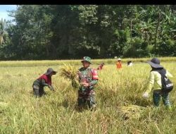 Babinsa Koramil-03/Sinjai Tengah Kodim 1424/Sinjai Laksanakan Pendampingan Hanpangan Membantu Petani Panen Padi