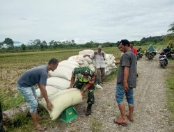 Tanpa ragu Babinsa Koramil 03/Seunagan Timur terjun Kesawah Bantu Petani