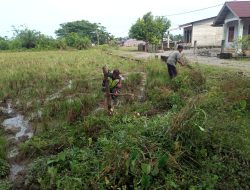 Tanpa ragu Babinsa Koramil 03/Seunagan Timur terjun Kesawah Bantu Petani