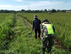 Babinsa Koramil 01/Kuala dampingi petani cek pertumbuhan tanaman padi