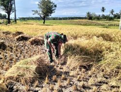 Musim Panen Tanaman Padi Tahap 2 Tak Lepas Dari Perhatian Babinsa Koramil 1425-05 Batang