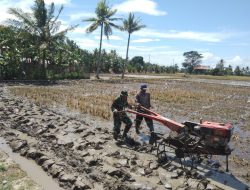 Dukung Ketahanan Pangan, Babinsa Koramil-06 Kodim 1404/Pinrang Bantu Petani Garap Sawah