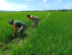 Lakukan Perawatan Tanaman Padi, Babinsa Sibulue Turun Ke Sawah Bersama Petani