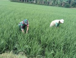 Maksimalkan Pertumbuhan Tanaman Padi, Babinsa Koramil Dua Boccoe Bantu Petani Bersihkan Gulma