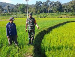 Peran Aktif Babinsa Bontocani Mendampingi Pertanian Di Wilayah Binaan