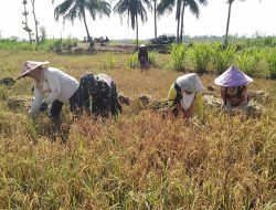 Dukung Ketahanan Pangan, Babinsa Libureng Bantu Petani Panen Padi