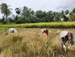 Babinsa Koramil 06/Awangpone Bantu Panen Padi, Bentuk Kepedulian Kepada Warga