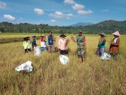 Sukseskan Hanpangan, Babinsa Koramil 05/Sinjai Selatan Kodim 1424/Sinjai Laksanakan Pendampingan Panen Padi