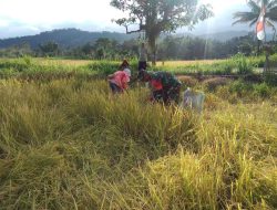 Atasi Kesulitan Petani, Babinsa Desa Palangka 05/Sinjai Selatan Kodim 1424/Sinjai Bantu Panen Padi