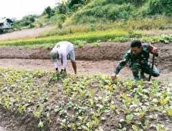 Babinsa 06/Kofiau Melaksanakan Pendampingan Ketahanan Pangan Kepada Petani sayur sawi