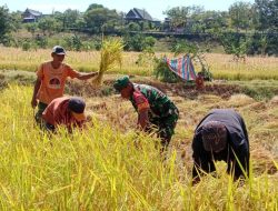 Ciptakan Kedaulatan Pangan, Babinsa Koramil 1425-05 Batang Turun Ke Sawah Bantu Petani Panen Padi