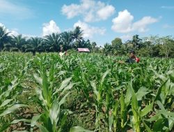 Babinsa Posramil Suka Makmue Membantu Petani Dalam Perawatan Tanaman Jagung