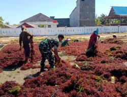 Bangkitkan Semangat Petani, Babinsa Koramil 1425-01 Binamu Turut Membantu Warga Menjemur Rumput Laut