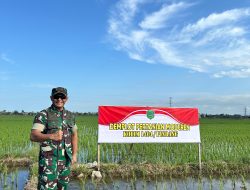 Dandim 1404/Pinrang Pantau Langsung Pemupukan Padi Pakai Drone Dilahan Demplot