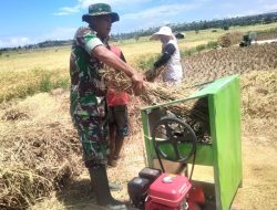 Panen Padi Di Musim Kemarau, Babinsa Koramil 1425-05 Batang Mengapresiasi Semangat Para Petani