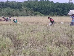 Babinsa Bantu Panen Padi Milik Petani Wujudkan Ketahanan Pangan Nasional