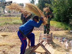 Babinsa Koramil 1425-05 Batang Pendampingan dan Membantu Petani Panen Padi