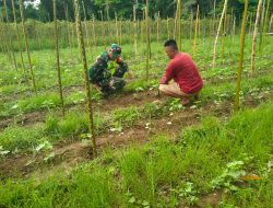 Babinsa Koramil 01/Kuala bantu petani bersihkan hama rumput bersama petani