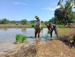 Wujudkan Ketahanan Pangan, Babinsa Koramil 1422-04/Mandai Bantu Petani menanam Padi