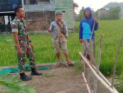 Peran Aktif Babinsa Koramil-07 Kodim 1404/Pinrang Dampingi Petani Pantau Perkembangan Tanaman Padi