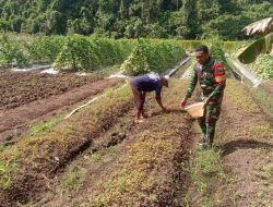 Babinsa 02/kabare Melaksanakan Pendampingan Ketahanan Pangan Kepada Petani sayur kangkung