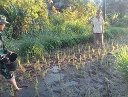 Tingkatkan Hanpangan, Babinsa Koramil 06/Sinjai Borong Kodim 1424/Sinjai Bantu Pemupukan Padi Milik Petani