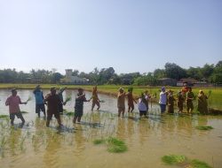 Babinsa Ramil 1422-02/Bantimurung Memantau Kegiatan Dirjen Akabi Kementerian Pertanian di Desa Minasa Baji