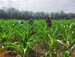 Tak Kenal Lelah Babinsa Terjun Ke Lapangan Bantu Petani Rawat Tanaman Jagung