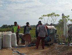 Sukseskan Ketahanan Pangan Babinsa Bantu Petani Panen Padi