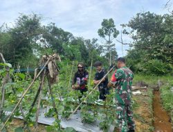 Bantu Rawat Tanaman Holtikultura,Wujud Nyata Pendampingan Babinsa Koramil 0907/03 Tarakan Barat