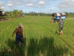 Babinsa Posramil Tadu Raya Bantu petani rawat dan pupuk tanaman Padi