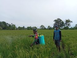 Tanpa kenal Lelah Babinsa Bantu petani semprot Hama pada Tanaman Padi