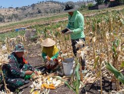 Optimalisasi Hanpangan Di Wilayah, Babinsa Koramil 1425-03 Tamalatea Bantu Warga Panen Jagung