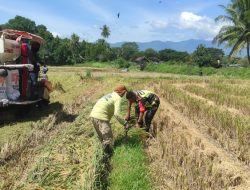 Babinsa Koramil 12/Sakti Bantu Petani Panen Padi di Desa Lameu Raya