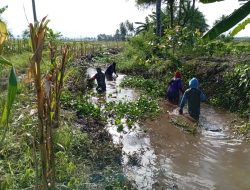 Penuhi Kebutuhan Air petani, Koramil-04 Kodim 1404/Pinrang Bersihkan Saluran irigasi Bersama Warga