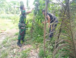 Bantu Rawat Tanaman Kacang Panjang,Babinsa Dampingi Petani di Desa pulo Tengeh