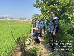 Babinsa Moncongloe Bersama Petugas PPL Lakukan Monitoring Perkembangan Tanaman Padi