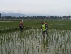 Dukung Ketahanan Pangan Babinsa Bandar Dua Bantu Petani Penyemprotan Pestisida Pada Tanaman Padi