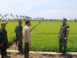 Dorong Regenerasi Petani, Kodim 1404/Pinrang Gandeng TVRI Perkenalkan Pertanian Modern Di Kab. Pinrang