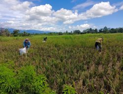 Wujudkan Kesejahteraan Dan Ketahanan Pangan, Babinsa Warmare Bantu Petani Panen Padi