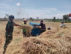 Tingkatkan Ketahanan Pangan, Babinsa Koramil 1425-01/Binamu Kodim 1425 Jeneponto Bantu Petani Panen Padi