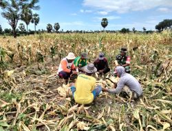Sukseskan Swasembada Pangan Babinsa Koramil 1425-05/Batang Kodim 1425 Jeneponto Bantu Petani Panen Jagung