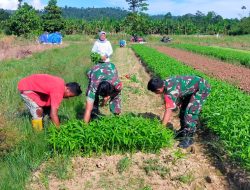 Babinsa Warmare Dampingi dan Berikan Bimbingan Kepada Petani Tentang Pola Tanaman Sayur