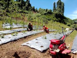 Babinsa Koramil 01/Waisai Melaksanakan Pendampingan Ketahanan Pangan Kepada Petani Tomat