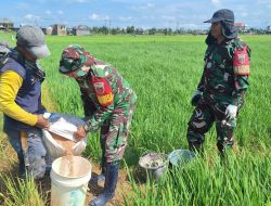 Tingkatkan Ketahanan Pangan, Babinsa Koramil-04 Kodim 1404/Pinrang Bantu Pemupukan Padi Di Lahan Ketahanan Pangan Koramil