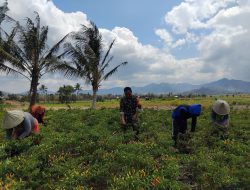 Babinsa Koramil 1425-02/Bangkala Kodim 1425 Jeneponto Bantu Petani Panen Tanaman Cabe