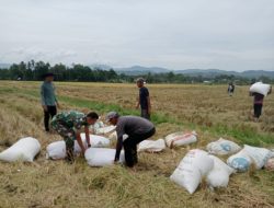 Ringankan Beban Masyarakat,Babinsa Bantu Petani Angkut Gabah di Desa Paloh Teungoh, Pidie