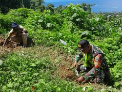 Peduli Penghijauan Di Wilayah, Babinsa Koramil 1801-01/Manokwari Bersama Pemuda Pecinta Lingkungan Tanam Pohon Di Gunung Meja