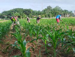 Babinsa Koramil 04/Beutong Dampingi dan Bantu Warga Merawat Tanaman Jagung