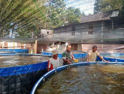 Babinsa Desa Mattoanging Lakukan Pemantauan Wilayah dan Komsos terkait Budidaya Ikan Nila